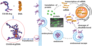 Graphical abstract: Self-organized nanoparticles prepared by guanidine- and disulfide-modified chitosan as a gene delivery carrier