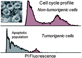 Graphical abstract: The differential effect of apoferritin-PbS nanocomposites on cell cycle progression in normal and cancerous cells