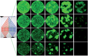 Graphical abstract: A microfluidic concentrator array for quantitative predation assays of predatory microbes