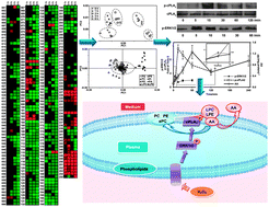 Graphical abstract: Integrative investigation of lipidome and signal pathways in human endothelial cells under oxidative stress