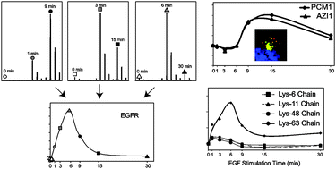 Graphical abstract: Characterization of ubiquitination dependent dynamics in growth factor receptor signaling by quantitative proteomics