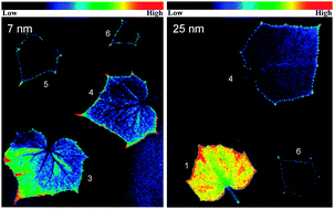 Graphical abstract: Uptake and distribution of ceria nanoparticles in cucumber plants