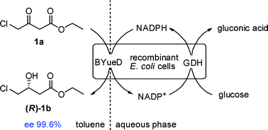 Graphical abstract: Highly stereoselective reduction of prochiral ketones by a bacterial reductase coupled with cofactor regeneration