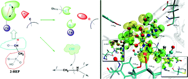 Graphical abstract: The reaction mechanism of hydroxyethylphosphonate dioxygenase: a QM/MM study