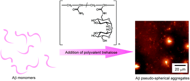 Graphical abstract: A specific inhibitory effect of multivalent trehalose toward Aβ(1-40) aggregation