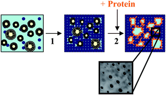 Porous protein–silica composite formation: manipulation of silicate ...