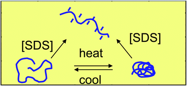 Graphical abstract: Time-resolved fluorescence anisotropy studies of the interaction of N-isopropyl acrylamide based polymers with sodium dodecyl sulphate