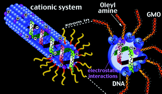 Graphical abstract: Controlled embedment and release of DNA from lipidic reverse columnar hexagonal mesophases