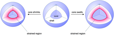 Graphical abstract: A model describing the internal structure of core/shell hydrogels