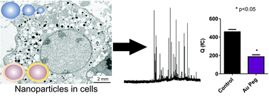 Graphical abstract: Examining changes in cellular communication in neuroendocrine cells after noble metal nanoparticle exposure