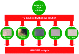 Graphical abstract: Rapid and direct detection of attomole adenosine triphosphate (ATP) by MALDI-MS using rutile titania chips