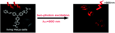 Graphical abstract: Highly selective red- and green-emitting two-photon fluorescent probes for cysteine detection and their bio-imaging in living cells