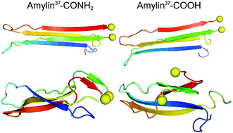 Graphical abstract: Characterizing the assembly behaviors of human amylin: a perspective derived from C-terminal variants