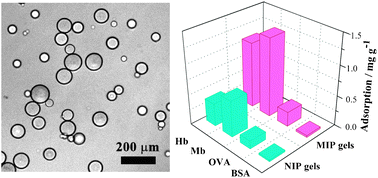 Graphical abstract: Molecular imprinting of protein in Pickering emulsion