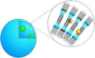 Graphical abstract: Deep cavitand vesicles – multicompartmental hosts