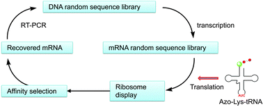 Graphical abstract: In vitro selection of a photo-responsive peptide aptamer using ribosome display