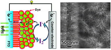 Graphical abstract: Morphology-controllable 1D–3D nanostructured TiO2 bilayer photoanodes for dye-sensitized solar cells