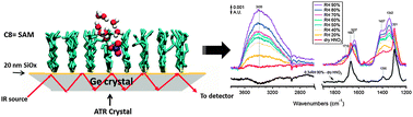 Graphical abstract: Experimental and theoretical studies of the interaction of gas phase nitric acid and water with a self-assembled monolayer