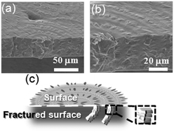 Graphical abstract: Perpendicularly oriented lamellae in poly(3-hydroxybutyric acid-co-3-hydroxyvaleric acid) blended with an amorphous polymer: ultra-thin to thick films