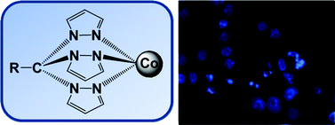 Graphical abstract: Cobalt complexes bearing scorpionate ligands: synthesis, characterization, cytotoxicity and DNA cleavage