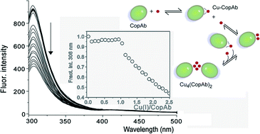 Graphical abstract: CopAb, the second N-terminal soluble domain of Bacillus subtilis CopA, dominates the Cu(i)-binding properties of CopAab