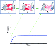 Graphical abstract: Charge accumulation and electron transfer kinetics in Geobacter sulfurreducens biofilms