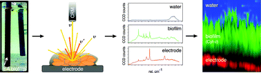 Graphical abstract: Non-invasive characterization of electrochemically active microbial biofilms using confocal Raman microscopy