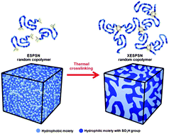 Graphical abstract: Morphological transformation during cross-linking of a highly sulfonated poly(phenylene sulfide nitrile) random copolymer