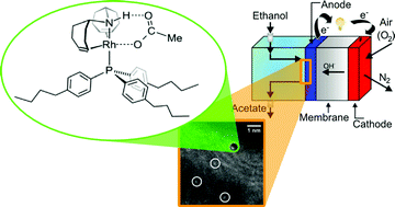 Graphical abstract: Improvement in the efficiency of an OrganoMetallic Fuel Cell by tuning the molecular architecture of the anode electrocatalyst and the nature of the carbon support