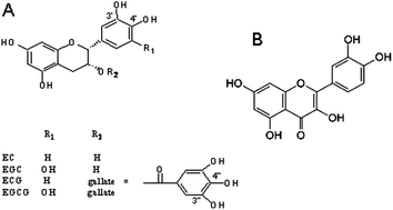 Graphical abstract: Quercetin increased bioavailability and decreased methylation of green tea polyphenols in vitro and in vivo