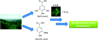 Chemo-enzymatic functionalization of gallic and vanillic acids ...