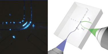 Graphical abstract: A compact optofluidic cytometer with integrated liquid-core/PDMS-cladding waveguides