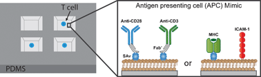 Graphical abstract: Functional single-cell analysis of T-cell activation by supported lipid bilayer-tethered ligands on arrays of nanowells