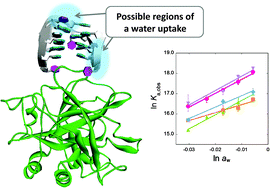 Graphical abstract: Interaction of water with the G-quadruplex loop contributes to the binding energy of G-quadruplex to protein