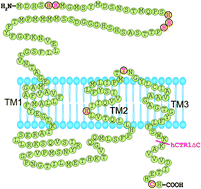 Graphical abstract: Comparison between copper and cisplatin transport mediated by human copper transporter 1 (hCTR1)