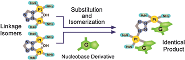 Graphical abstract: An in vivo highly antitumor-active tetrazolato-bridged dinuclear platinum(ii) complex largely circumvents in vitro cisplatin resistance: two linkage isomers yield the same product upon reaction with 9-ethylguanine but exhibit different cytotoxic profiles