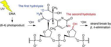 Graphical abstract: Mechanism of the alkali degradation of (6–4) photoproduct-containing DNA