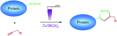 Graphical abstract: Evaluation of bicinchoninic acid as a ligand for copper(i)-catalyzed azide–alkyne bioconjugations