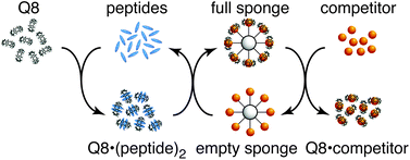 Graphical abstract: A cucurbit[8]uril sponge