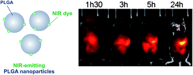 Graphical abstract: Near infrared labeling of PLGA for in vivo imaging of nanoparticles