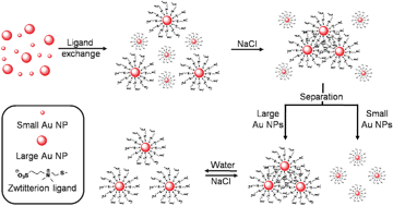 Graphical abstract: Salt-induced size-selective separation, concentration, and preservation of zwitterion-modified gold nanoparticles