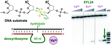 Graphical abstract: Lanthanide ions as required cofactors for DNA catalysts