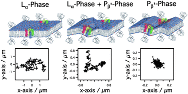 Graphical abstract: The effect of a phase transition on single molecule tracks of Annexin V in cushioned DMPC assemblies