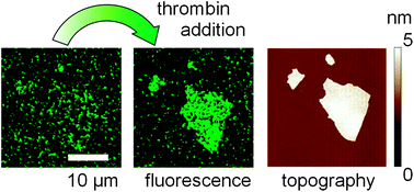 Graphical abstract: Protein recognition on a single graphene oxide surface fixed on a solid support