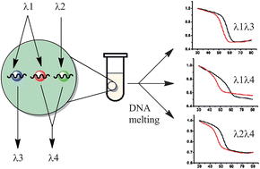 Graphical abstract: Use of a large Stokes-shift fluorophore to increase the multiplexing capacity of a point-of-care DNA diagnostic device