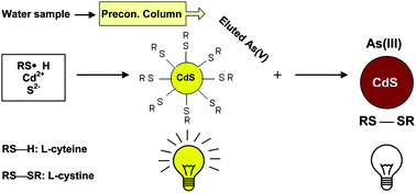 Graphical abstract: Preconcentration determination of arsenic species by sorption of As(v) on Amberlite IRA-410 coupled with fluorescence quenching of l-cysteine capped CdS nanoparticles