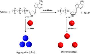 Graphical abstract: Visual detection of hexokinase activity and inhibition with positively charged gold nanoparticles as colorimetric probes