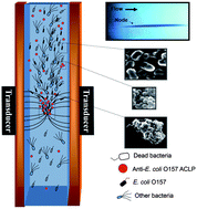 Graphical abstract: Real-time monitoring of E. coli O157 and Salmonella enterica serovar Typhimurium in water using ultrasound and latex-based immunoassay