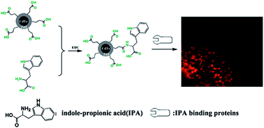 Graphical abstract: Construction of red-emitting QD probes and determination of indole-propionic acid binding sites in plant tissues