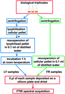 Graphical abstract: FTIR spectroscopic metabolome analysis of lyophilized and fresh Saccharomyces cerevisiae yeast cells